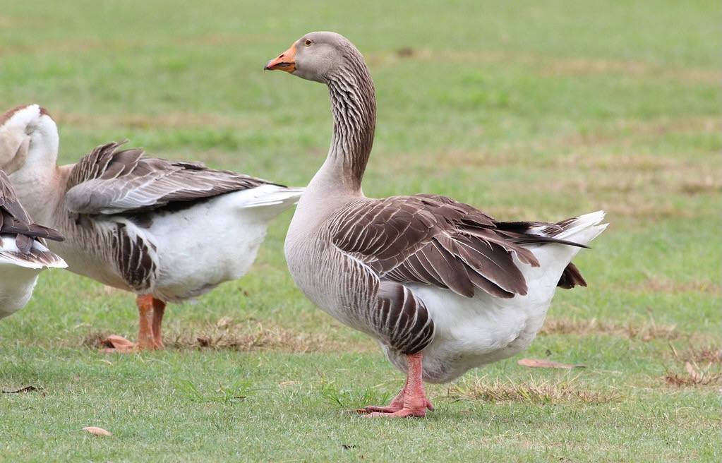 IMG_0224 by gary_leavens is licensed under CC BY-SA 2.0.